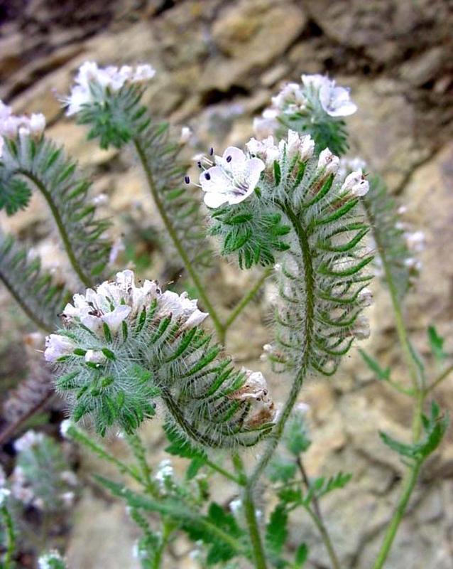 Coiled inflorescence