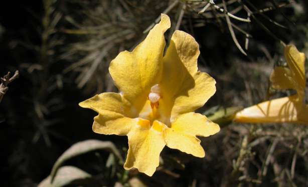 Monkey flower with flat stigma lobes