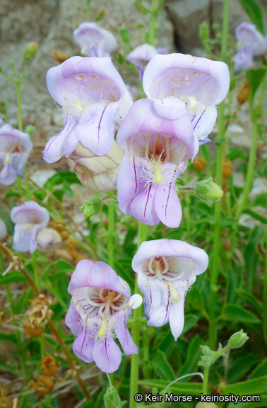 Penstemon grinnellii