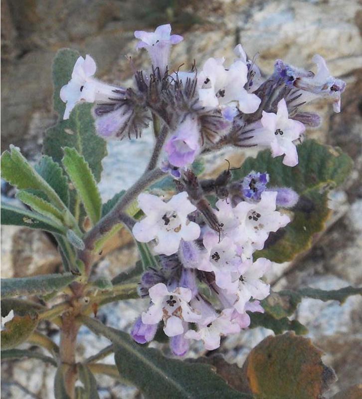 Tightly coiled inflorescence branches