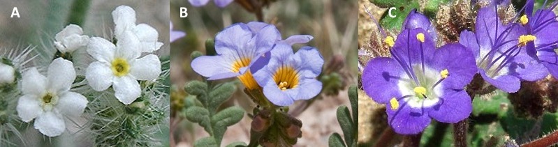 Photos of flowers in the Boraginaceae