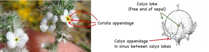 Corolla and calyx appendages