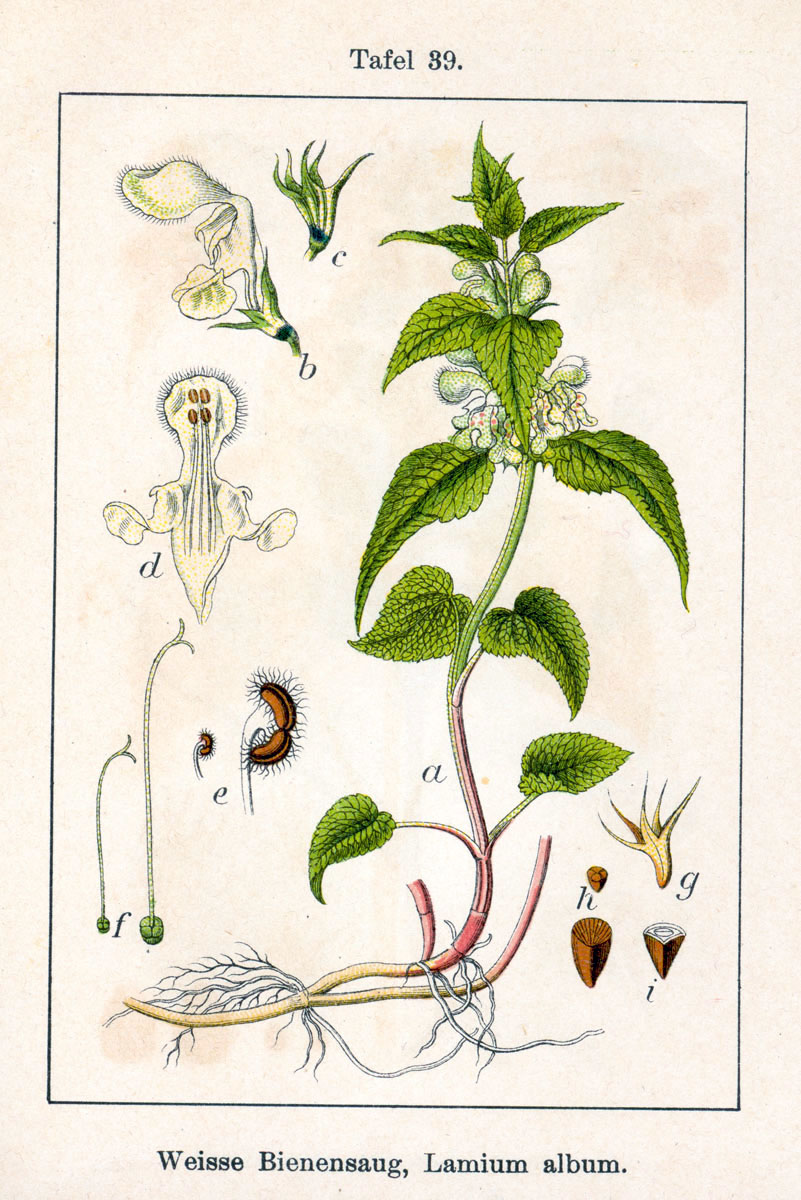 Lamium image (for questions above)