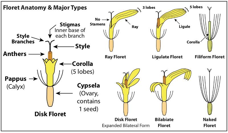 Corolla shapes in the Asteraceae