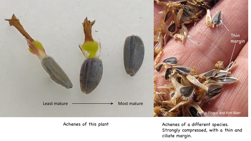 Achenes of this plant and another species