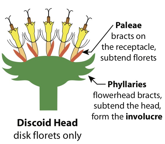 Discoid head with palea.