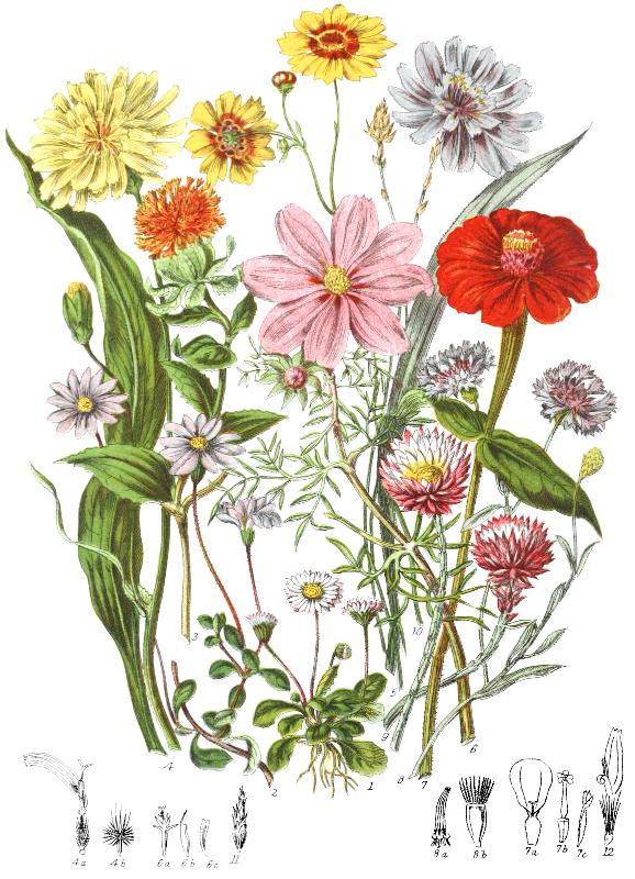 Members of the Asteraceae