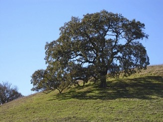 Valley oak