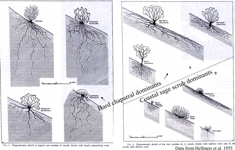 Root diagrams of chaparral and css shrubs.