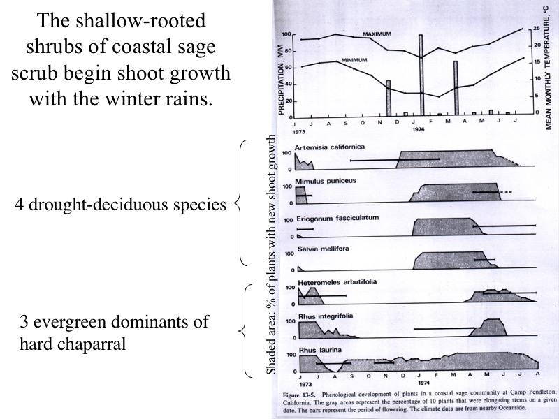 Seasonal changes in shoot production.