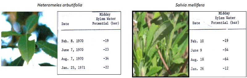 Seasonal changes in mid-day xylem water potential