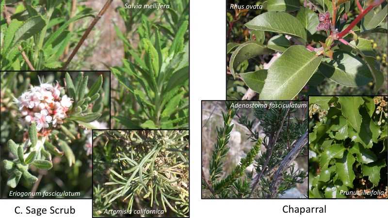 Leaves of dominant species of CSS and chaparral.