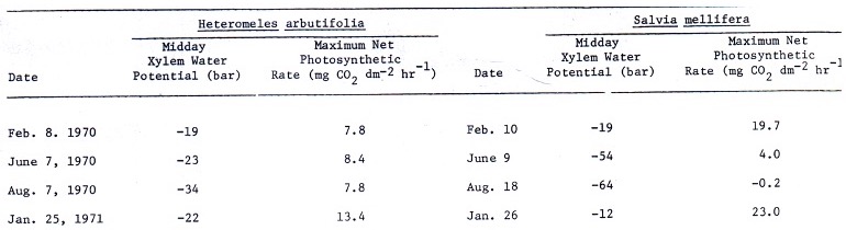 Seasonal changes in photosynthetic capacity