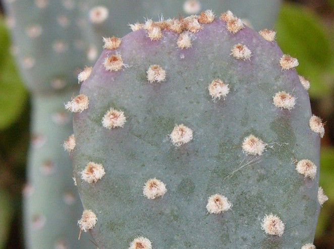 Opuntia basilaris