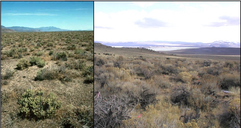 Bromus tectorum in the Great Basin