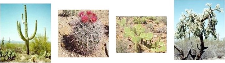 Cacti