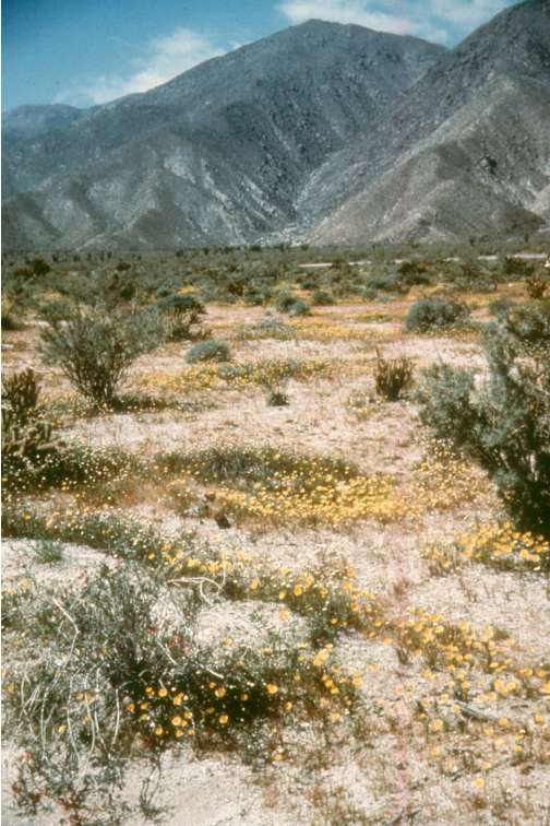 Desert annuals