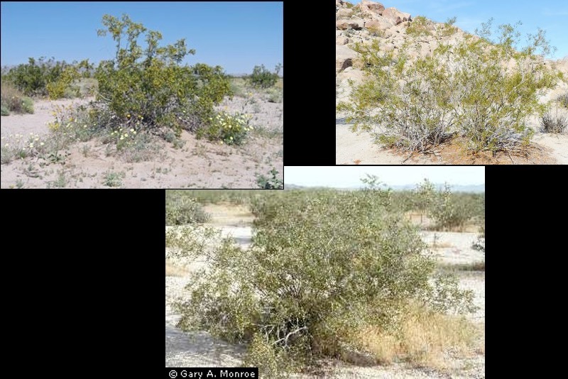 Fertile islands in deserts.