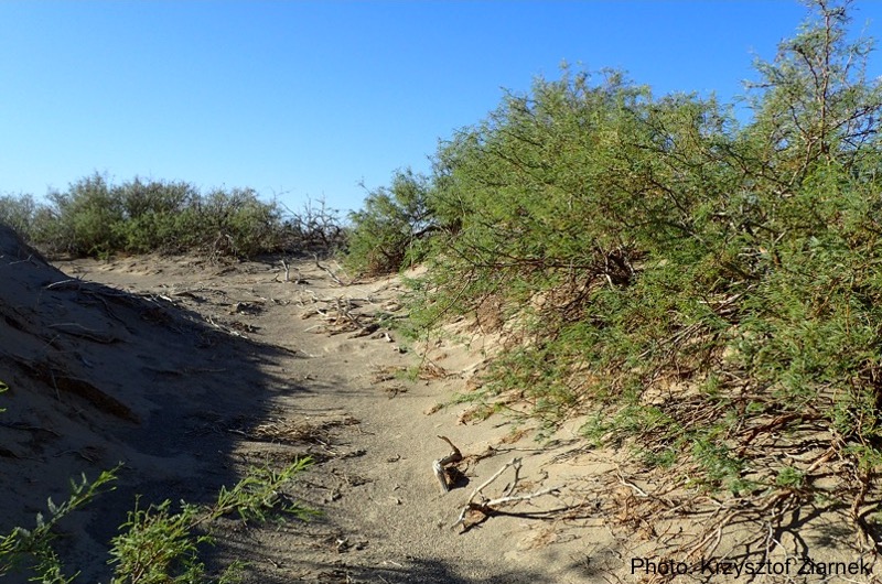 Prosopis glandulosa in Death Valley.