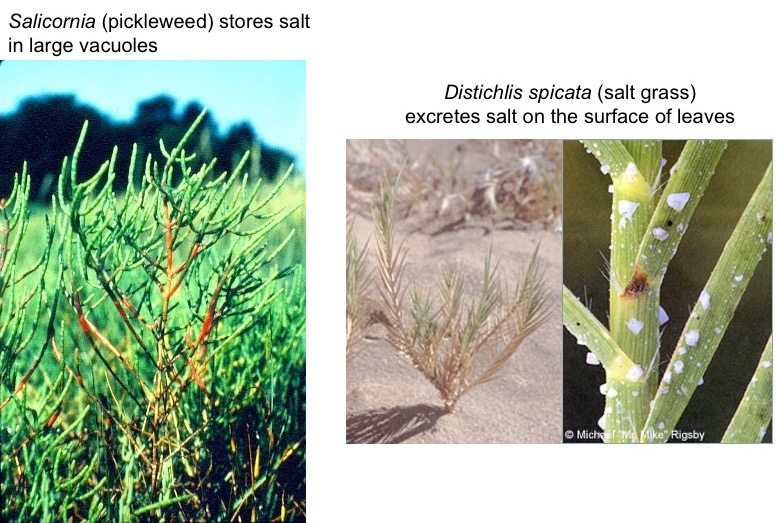 Salicornia and Distichlis