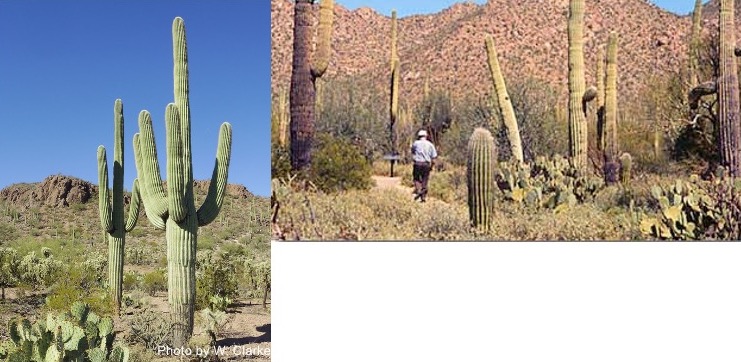 Columnar cacti in the Sonoran Desert.