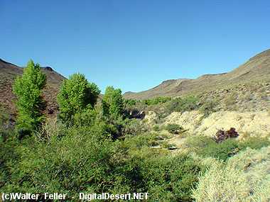 Riparian area in desert