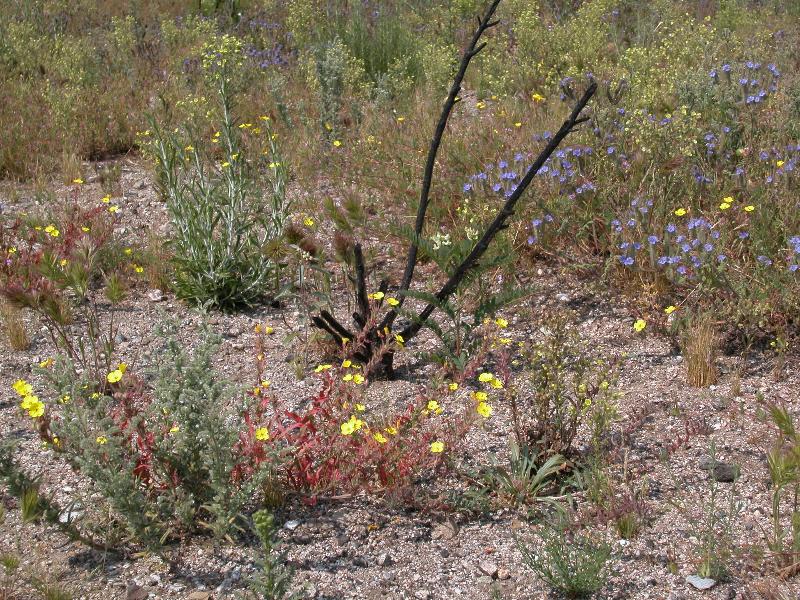 Post-fire bloom