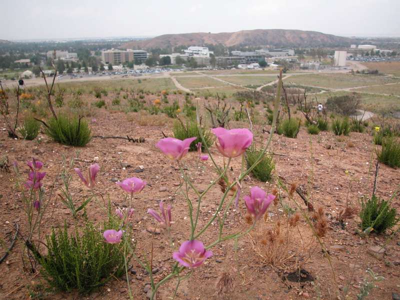 Little Badger Hill - post fire