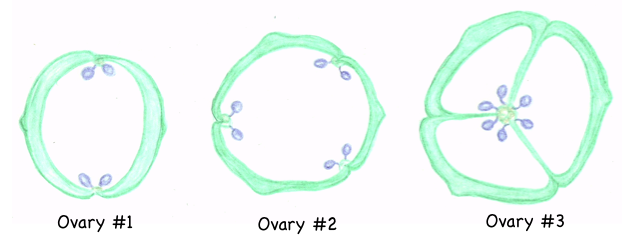 Cross-sections of three ovaries