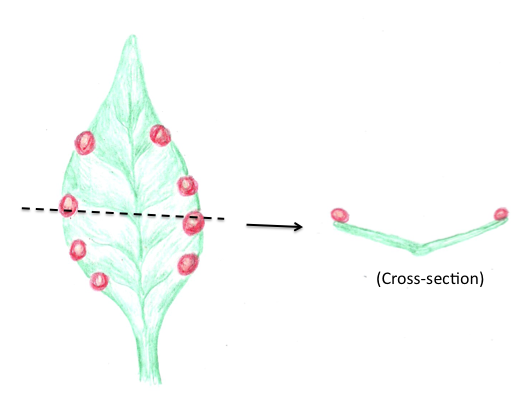 cycad-like megasporophyll