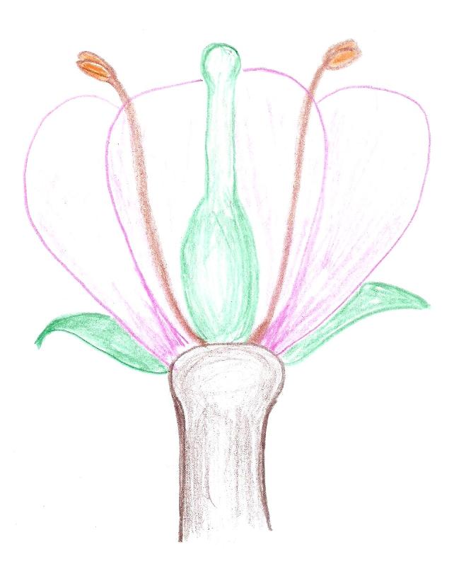 Flower with single pisitl