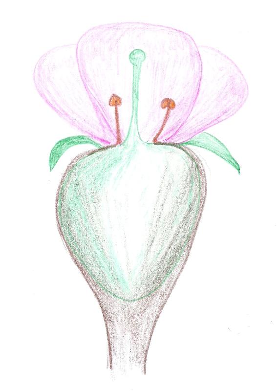 Flower with inferior ovary