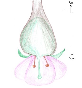 Image for ovary position question