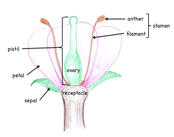 Structure of Flowering Plants