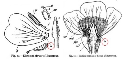 Nectary on petal of buttercup