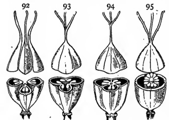 Placentation in different pistils