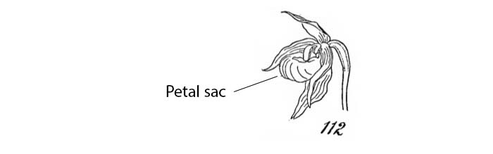 Petal with sac.