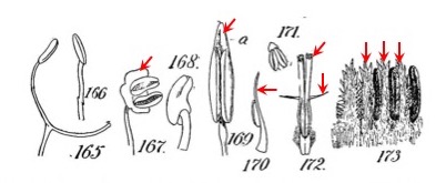 Variation in connective and stamen appendages.