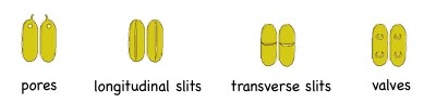 Patterns of anther dehiscence