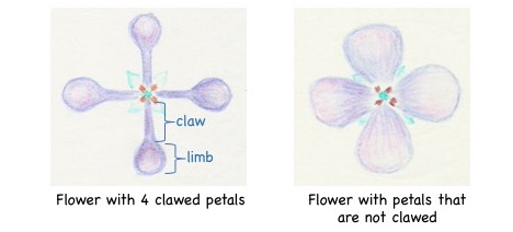 Clawed petal illustration