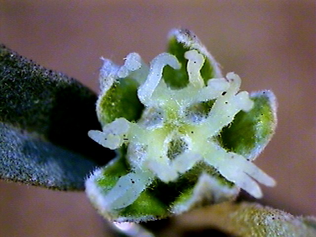 Croton flower