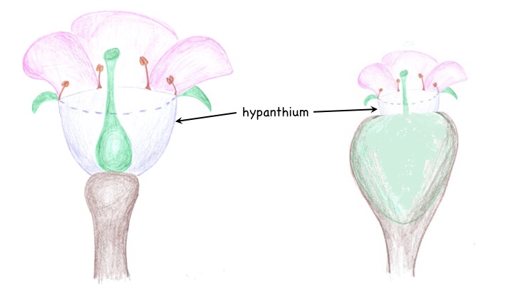 Hypanthium in flowers with superior and inferior ovaries