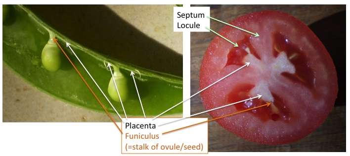 Interior fruit structures