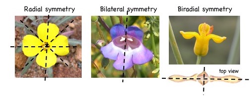 Types of symmetry