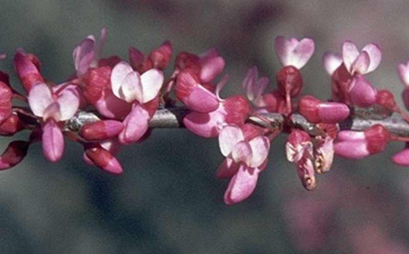 Flowers of Cersis occidentalis.