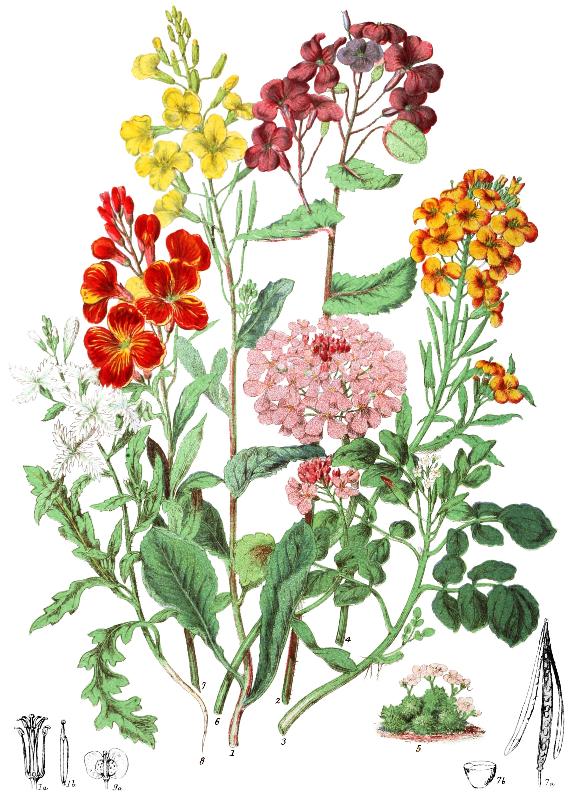 Plants of the Brassicaceae