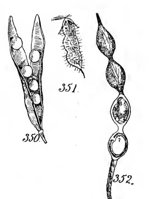 Fruits of the Fabaceae (legume and loments)