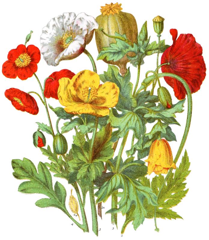 The Papaveraceae [Illustration by Elizabeth Twining]