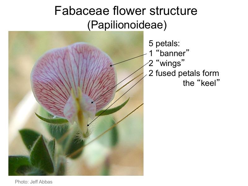 Structure of a typical pea flower.