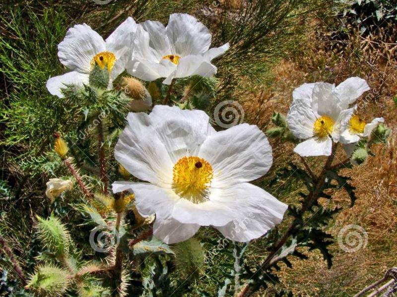 Prickly poppy